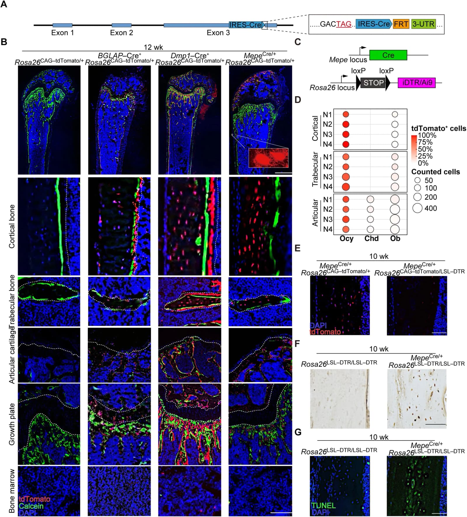 Improved specificity of osteocyte targeting and ablation using MepeCre.