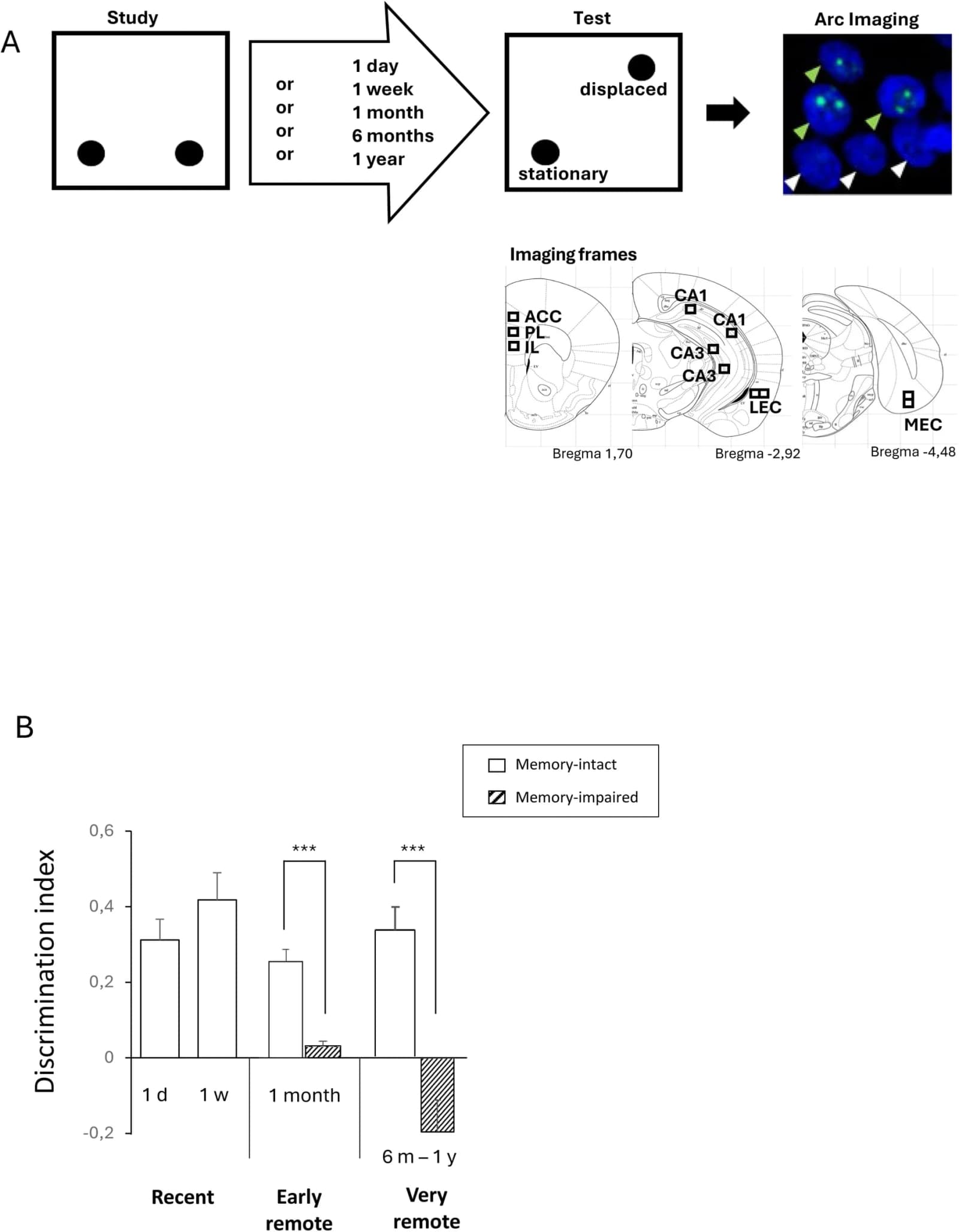 Fig. 1. Behavioral task, imaging frames and memory performance.