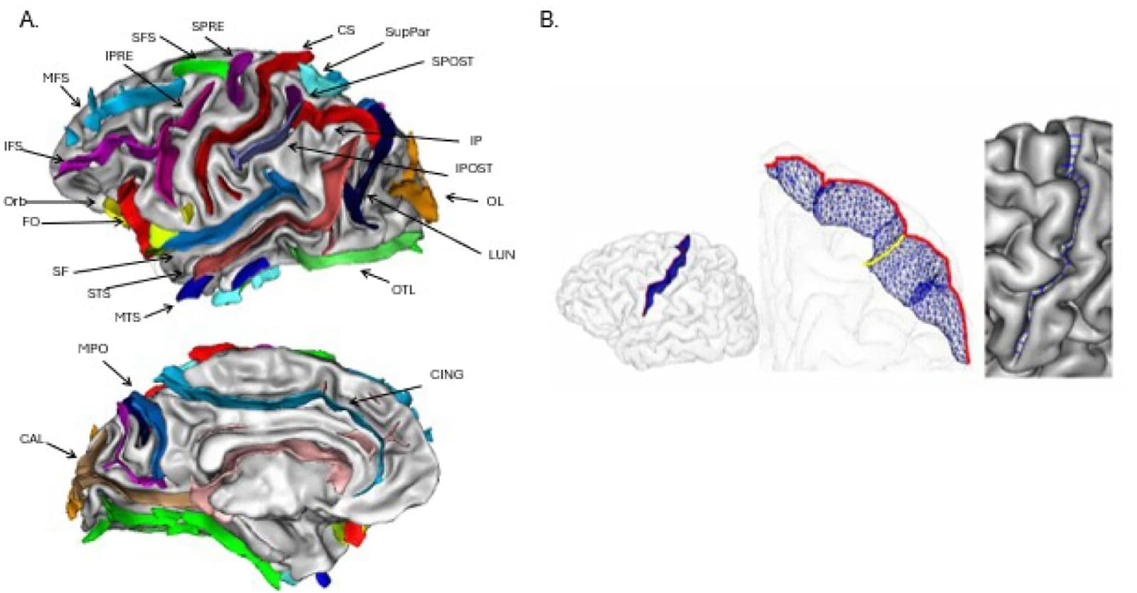 Figure 1. (A.) 3D renderings of a chimpanzee brain showing the sulci extraction and labeling in BrainVisa.
