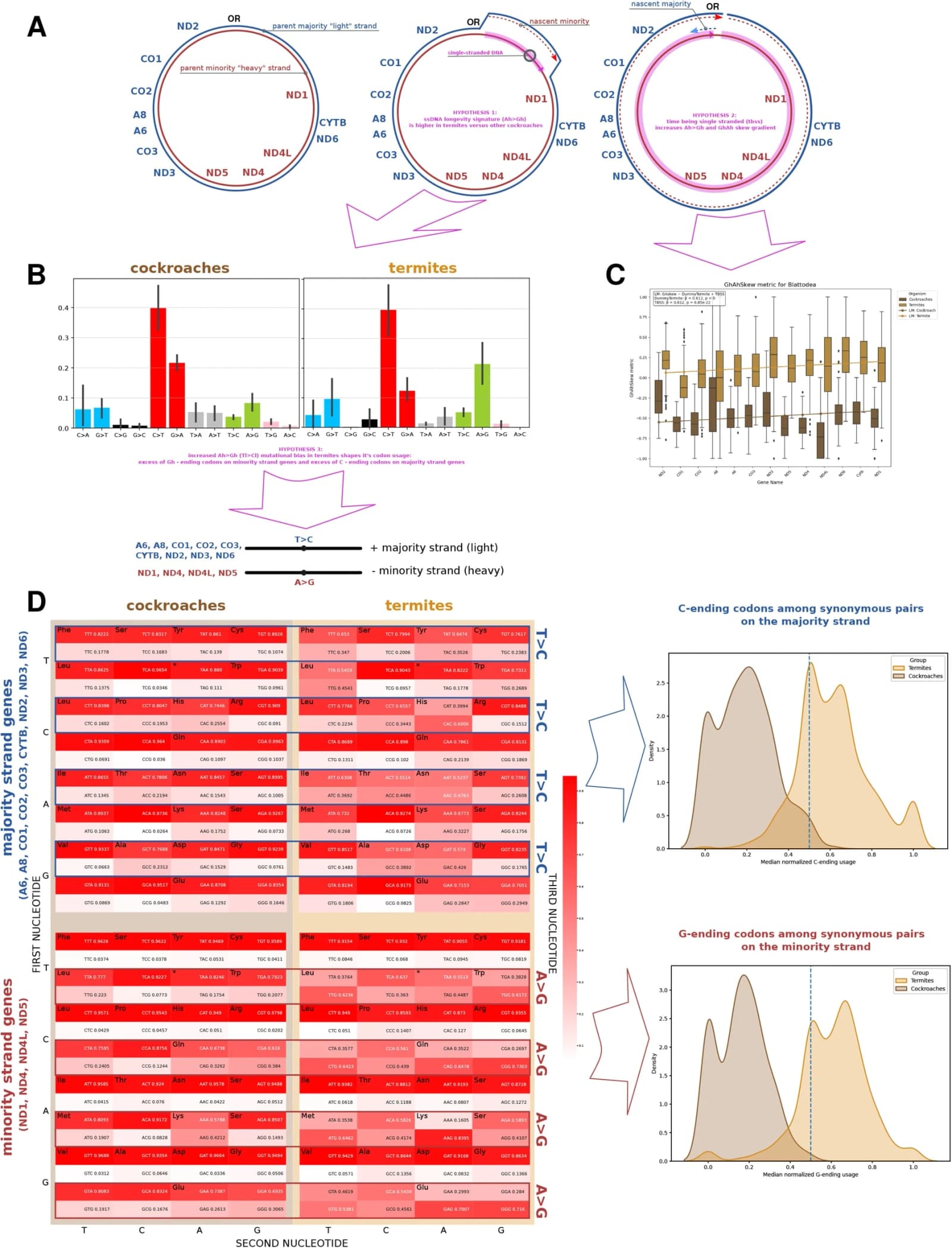 Figure 1. A termite-associated mitochondrial mutational bias propagates into nucleotide composition and codon usage.
