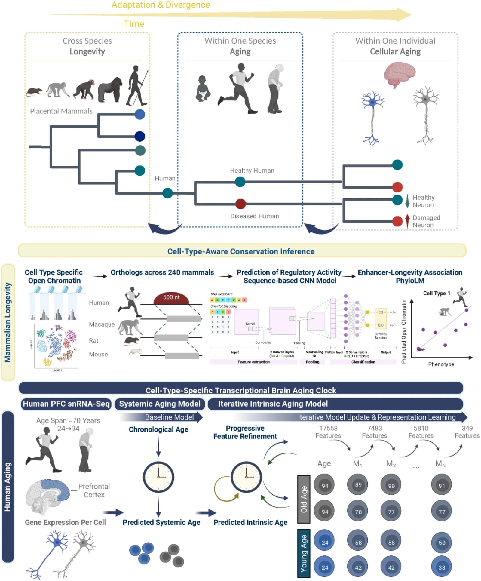 Figure 1. Hierarchical Adaptation and Divergence.
