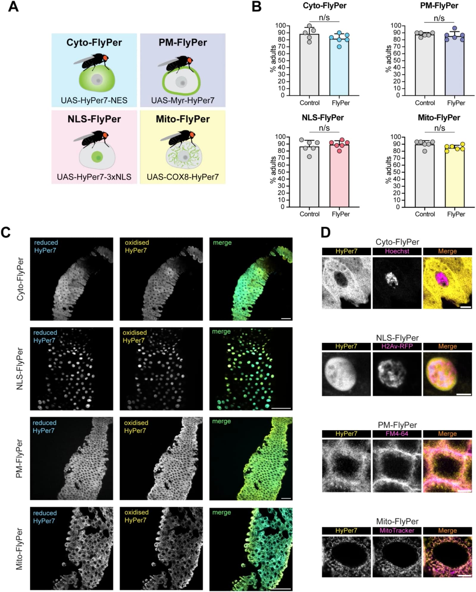 Figure 1. FlyPer lines are viable and show expected subcellular localisation.