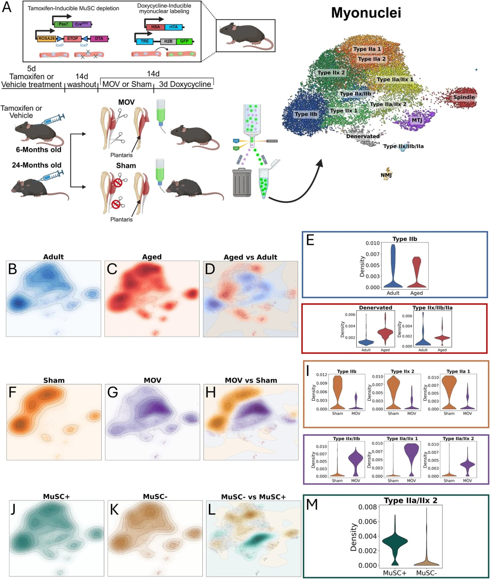 Figure 1. MOV, MuSC depletion, and aging affect distribution of myonuclear transcriptional profiles.