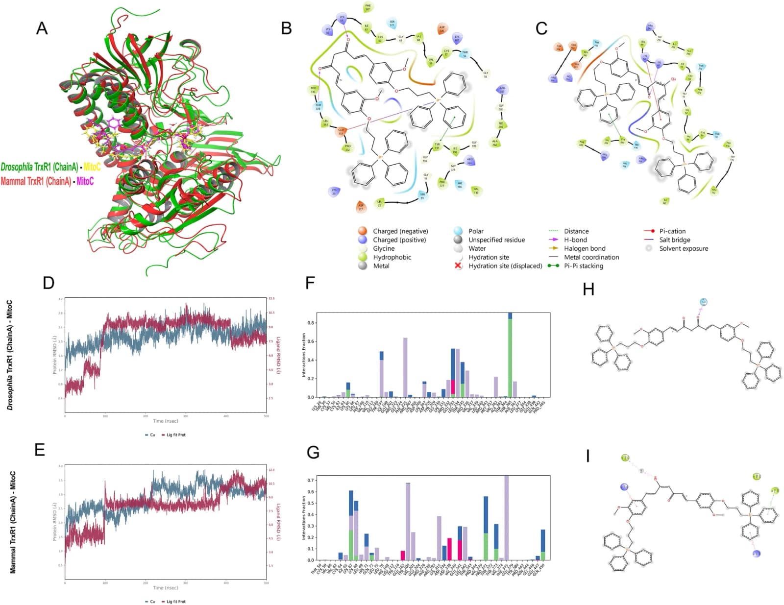 Figure 1. In silico characterization of Mitocurcumin binding to thioredoxin reductase (TrxR).