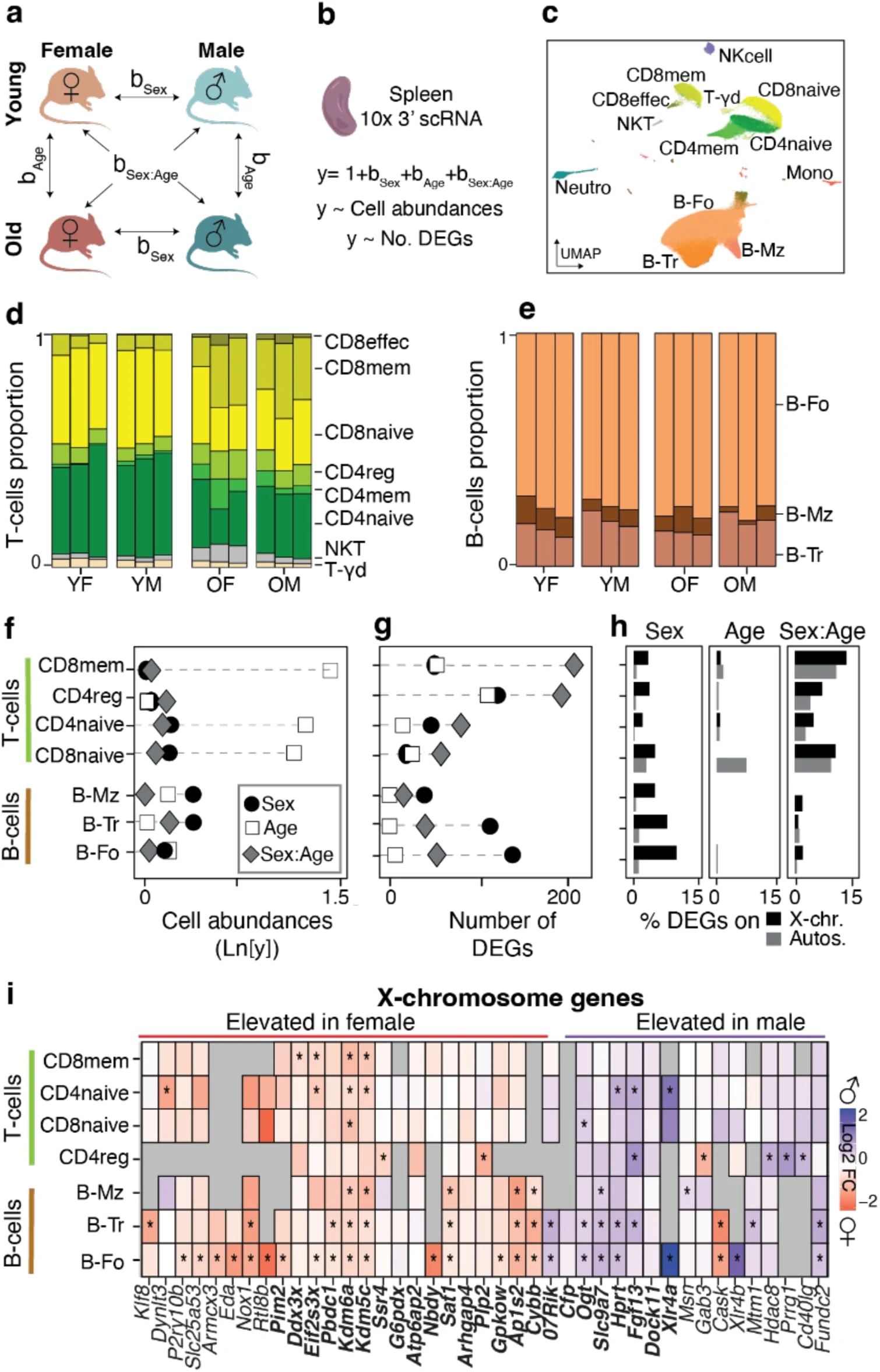 Figure 1. Sex and age distinctly shape cell abundances and transcriptome across splenic immune cells.
