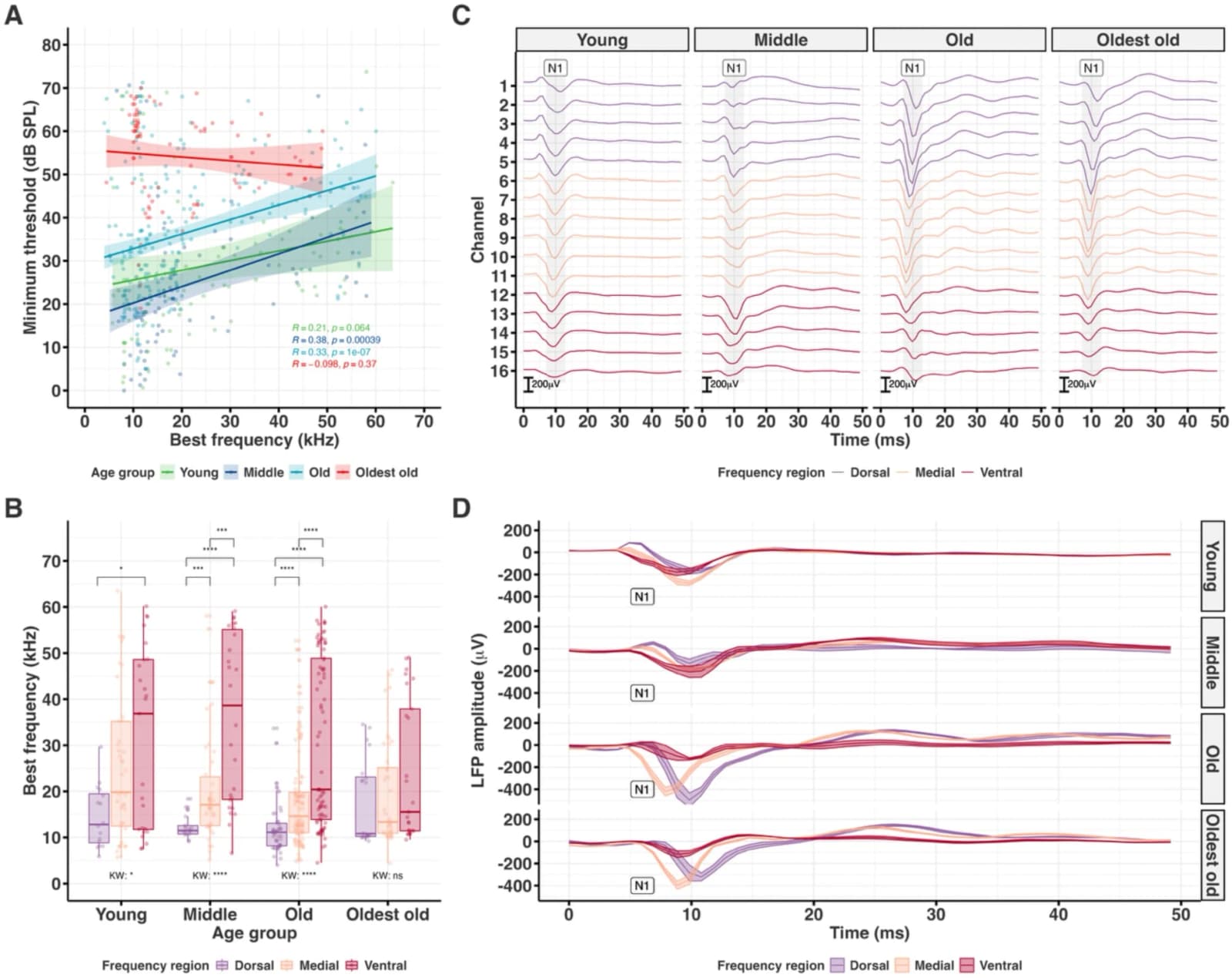 Fig. 1. Frequency encoding characteristics and representative LFP waveforms in the aging inferior colliculus.