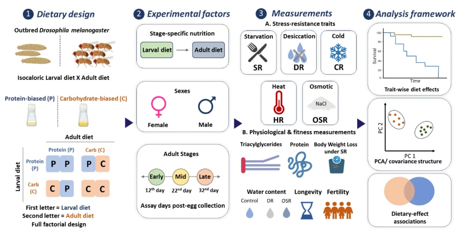 Figure 1. Experimental design and analytical framework.