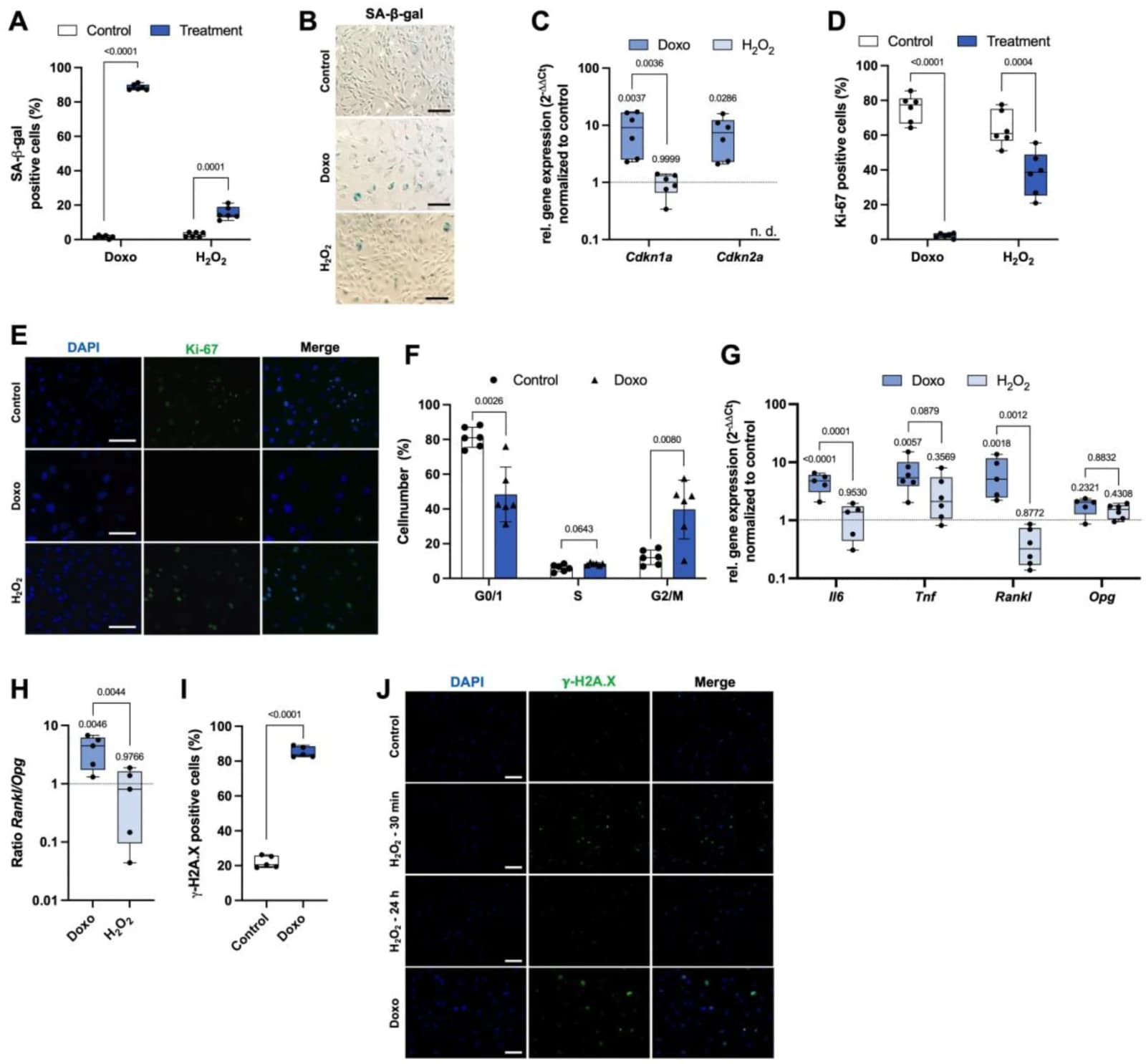 Figure 1. Establishment and validation of stress-induced premature senescence in MC3T3-E1 cells.