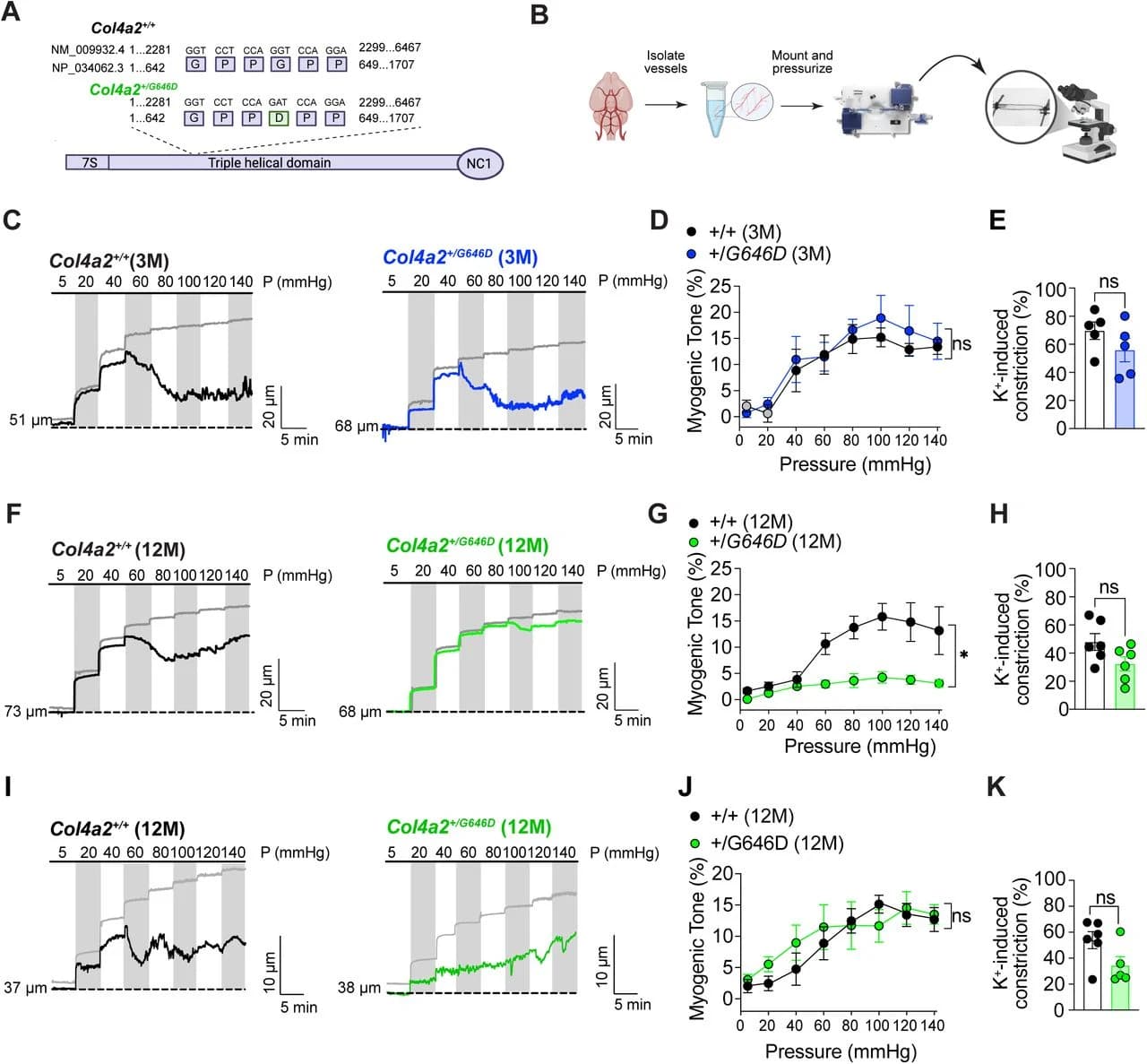 Age-dependent impairment of pressure-induced myogenic tone in cerebral pial arteries, but not parenchymal arterioles, from Col4a2+/G646D mice.