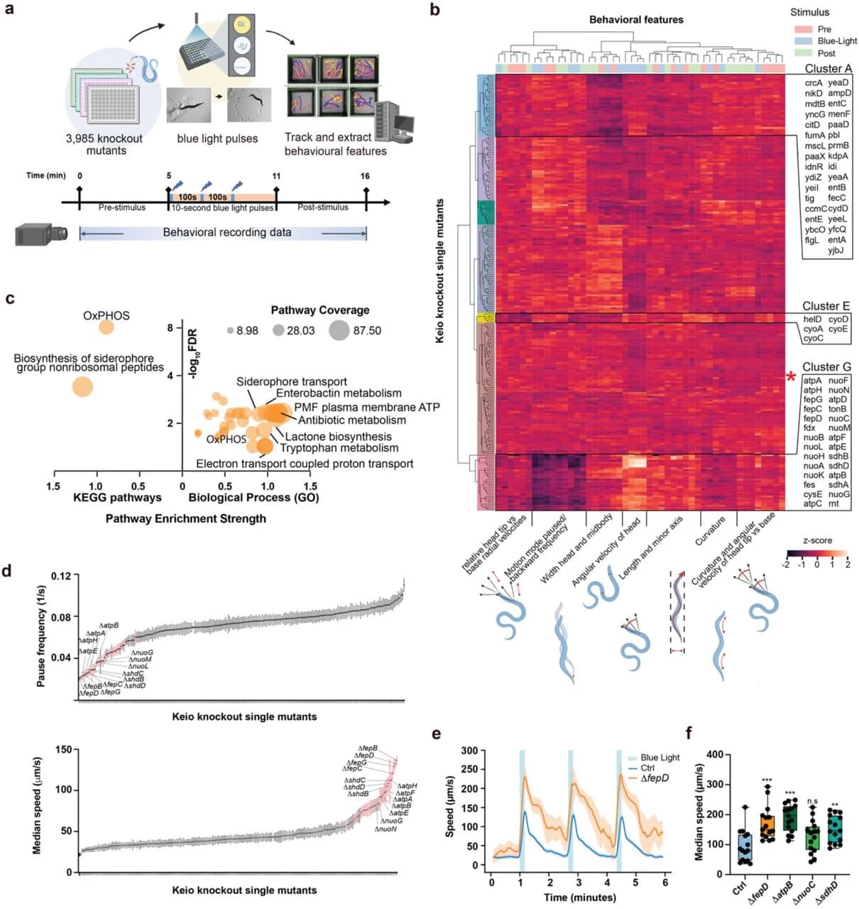 Figure 1. Quantitative tracking reveals clusters of E. coli mutations in several pathways that affect host behavior.