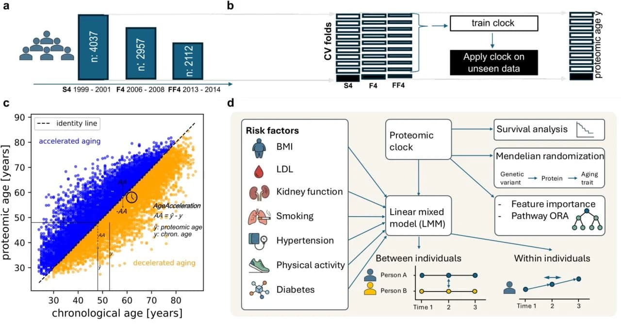 Fig. 1. Overview. a KORA proteomics cohort: timepoints S4 and the two follow-up time points F4 and FF4 and their numbers of samples.