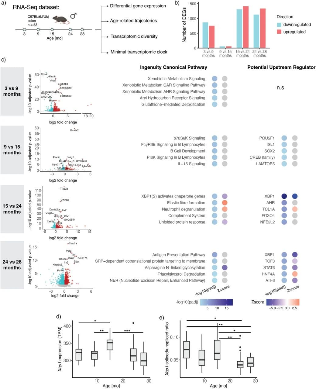 Figure 1. Differential gene expression in the male mouse colon during aging.