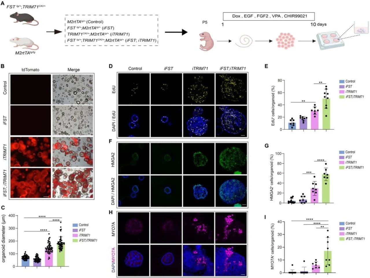 Fig. 1. Concurrent FST and TRIM71 overexpression promotes HC formation in cochlear organoid cultures at stage P5.