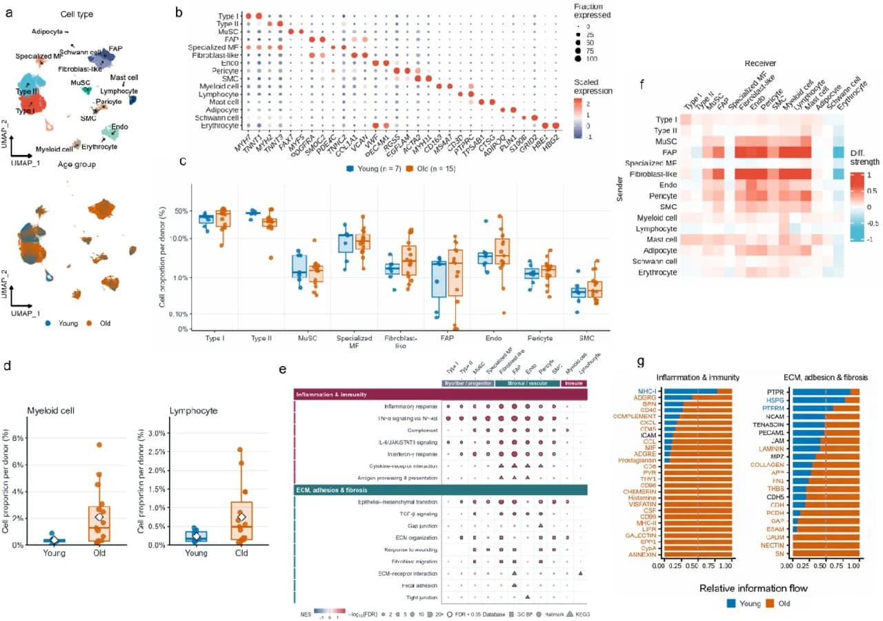 Fig. 1. Cellular composition and inflammatory programs in aging skeletal muscle.