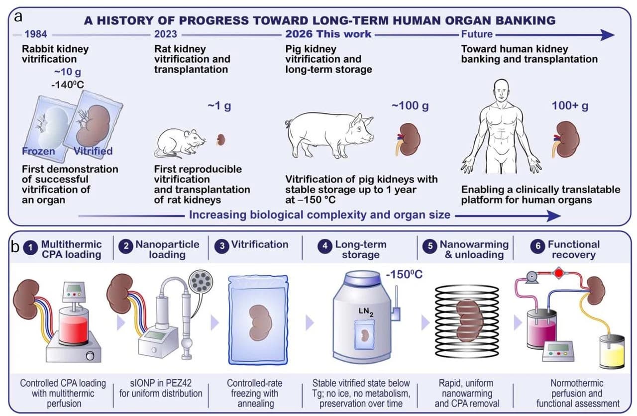 Overview of vitrification and nanowarming of porcine kidneys.