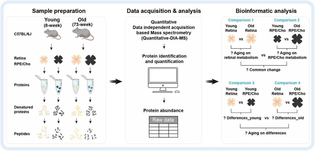 Figure 1. Quantitative proteomics workflow.