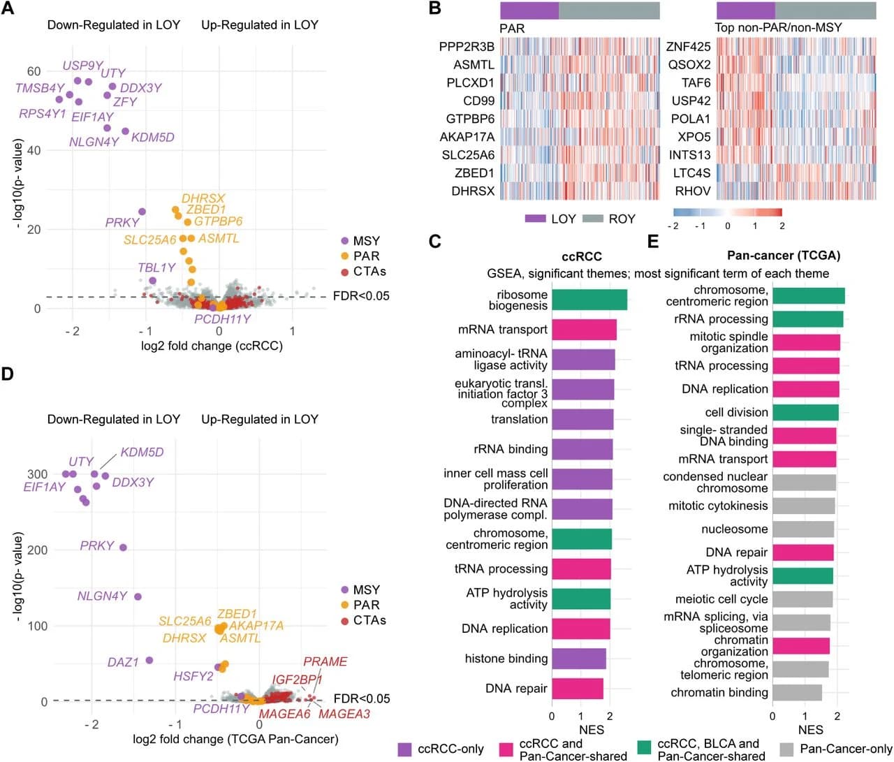 Figure 1. Loss of Y chromosome (LOY) in ccRCC and across cancer is not associated with consistent autosomal gene alterations that exceed pseudoautosomal dosage.
