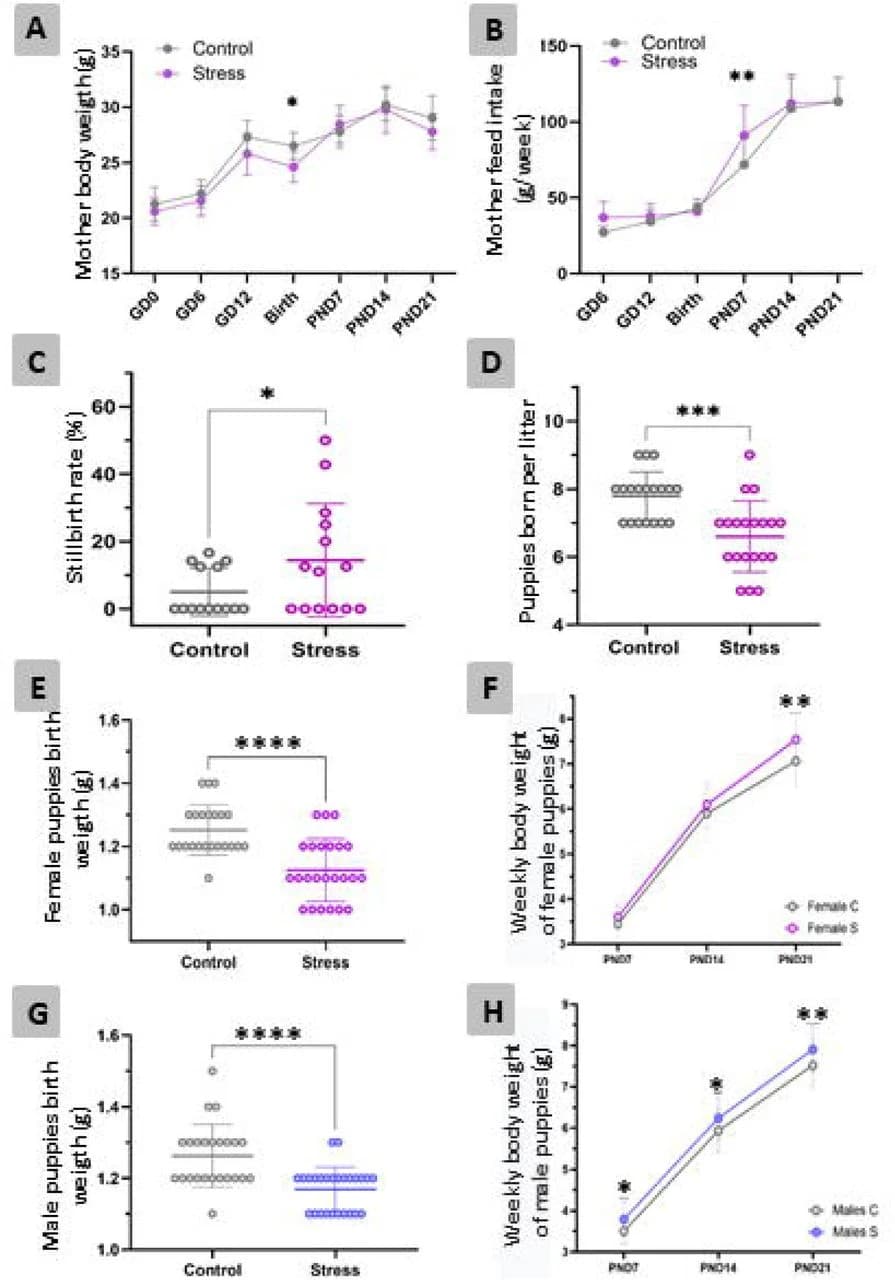 Figure 1. Effects of gestational stress on maternal and offspring weight and reproductive outcomes.