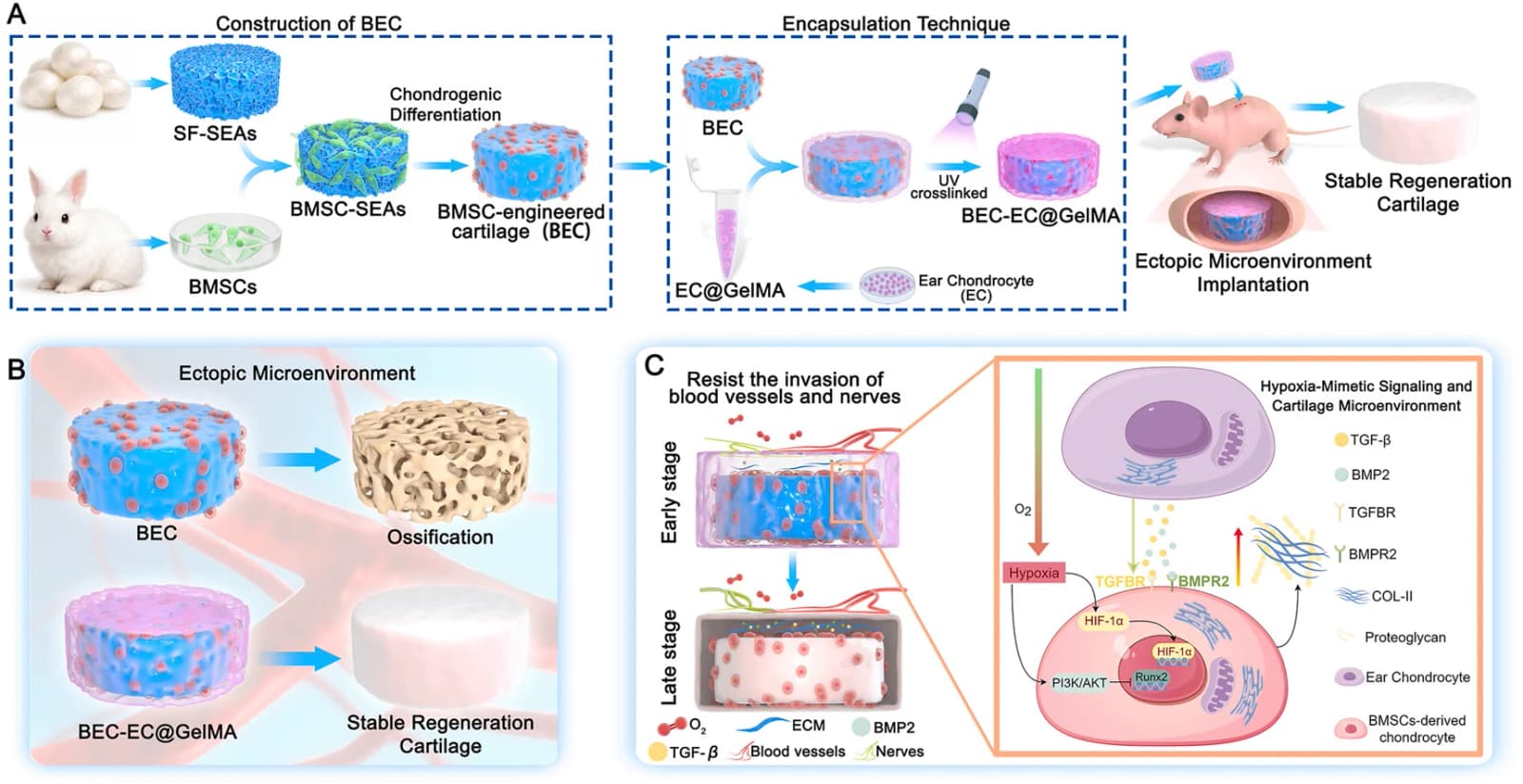Graphical abstract from Bioactive Materials