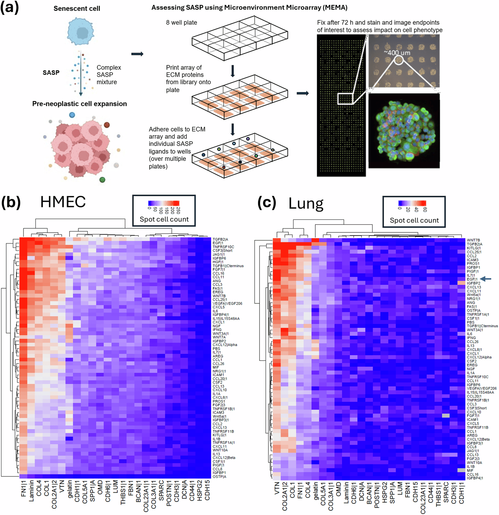 Figure 1 from Cell Death & Disease