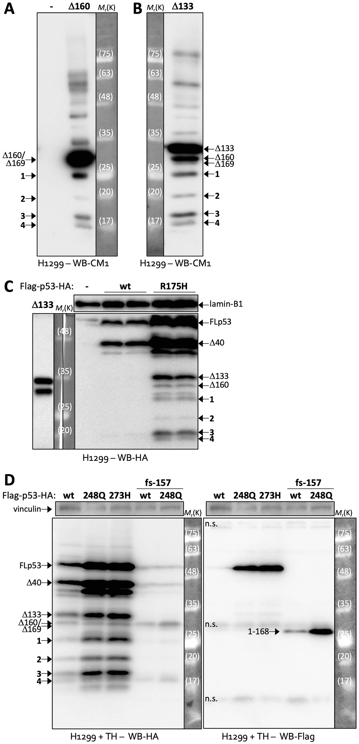 Figure 1 from Cell Death Discovery