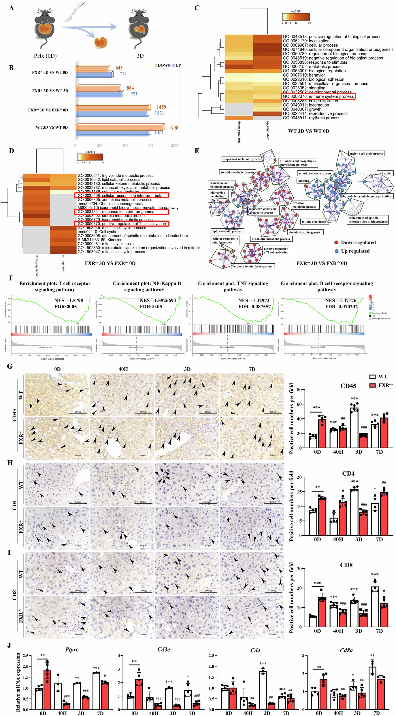 Figure 1 from Cell Death Discovery