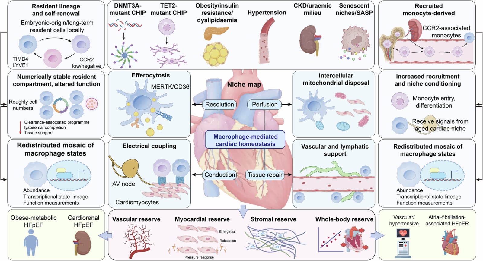 Figure 1 from NPJ Aging