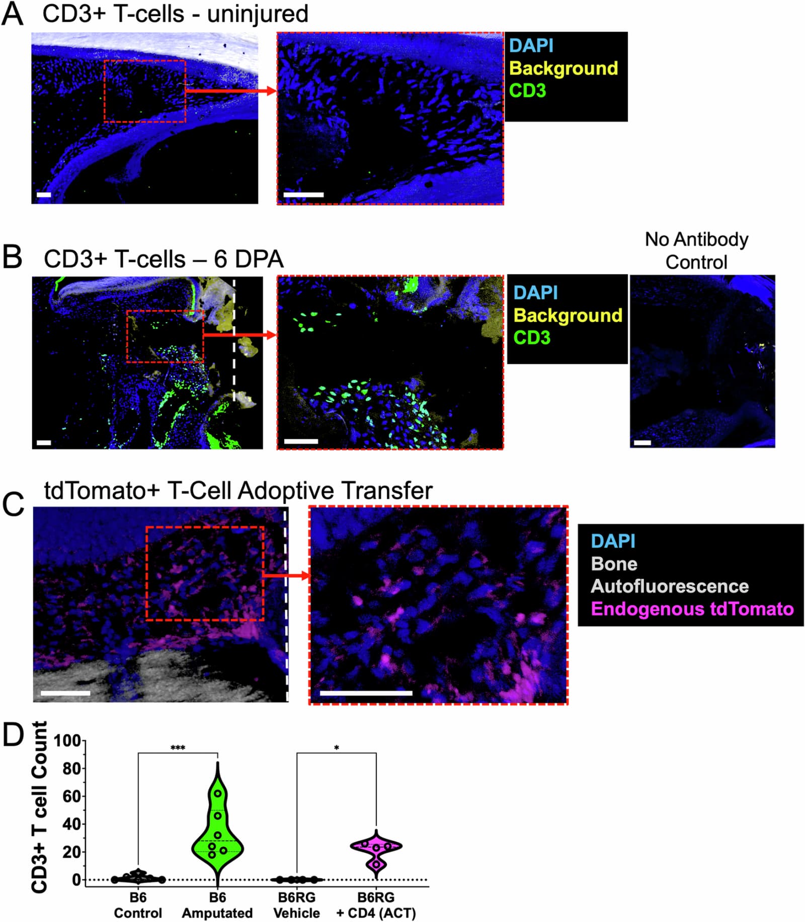 Figure 1 from NPJ Regenerative Medicine