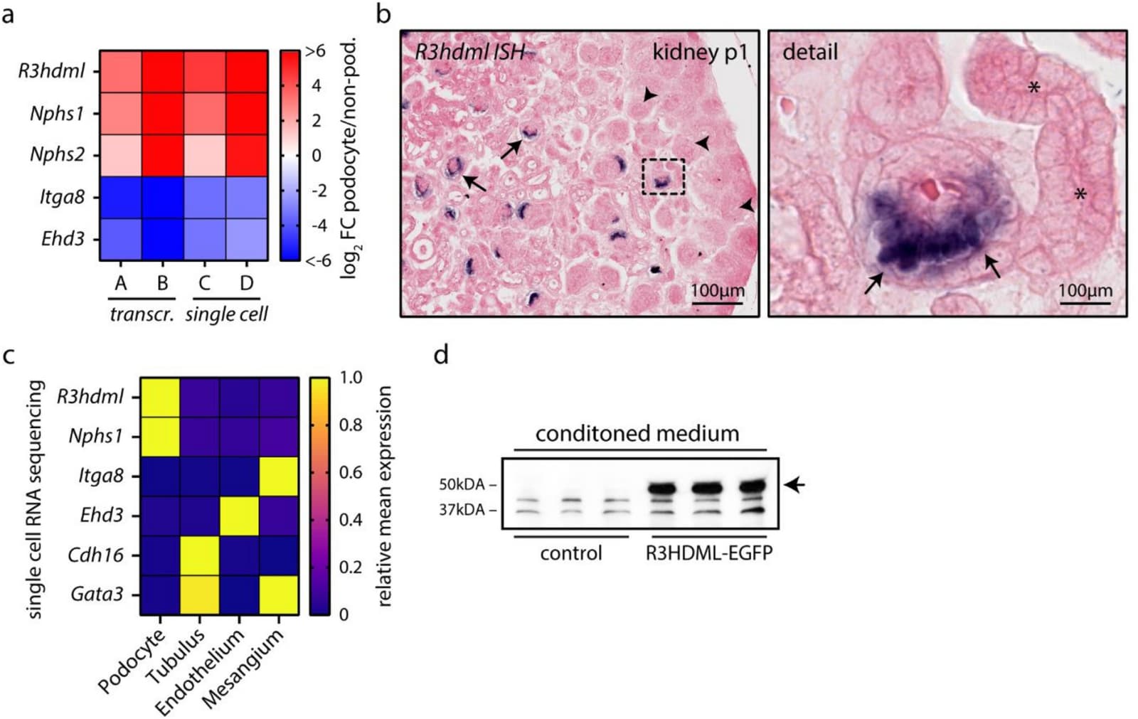 Figure 1 from Scientific Reports