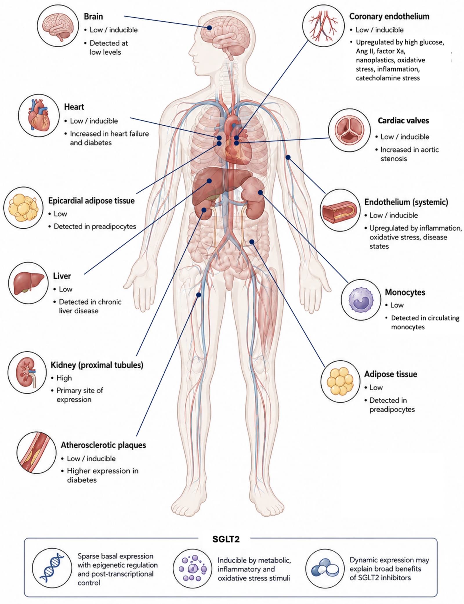 Figure 1 from Cardiovascular Diabetology