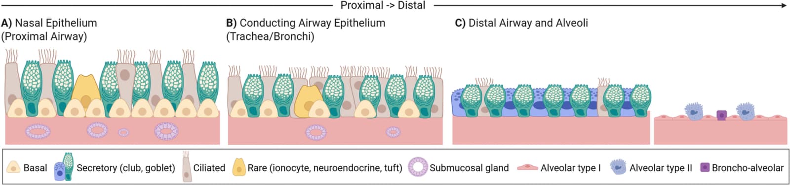 Figure 1 from Journal of Translational Medicine