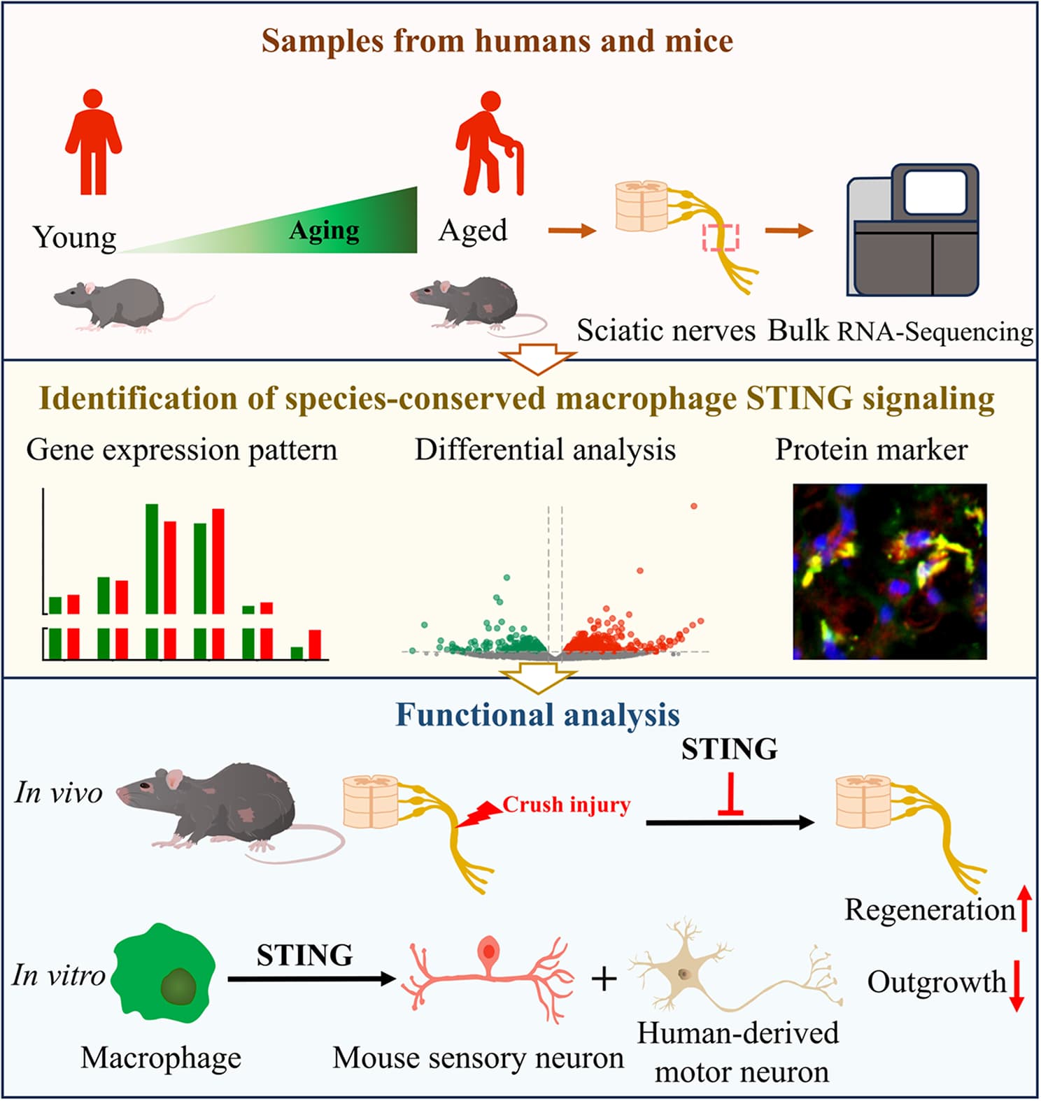 Figure from Journal of Translational Medicine