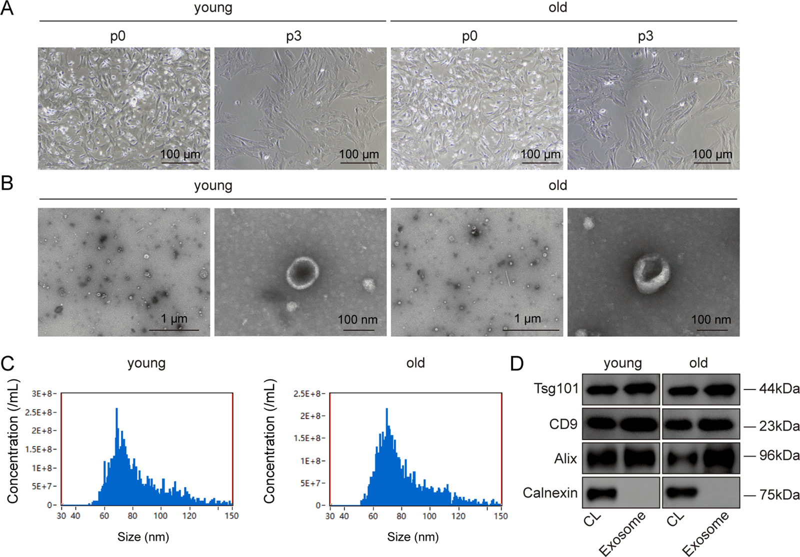 Figure 1 from Stem Cell Research & Therapy