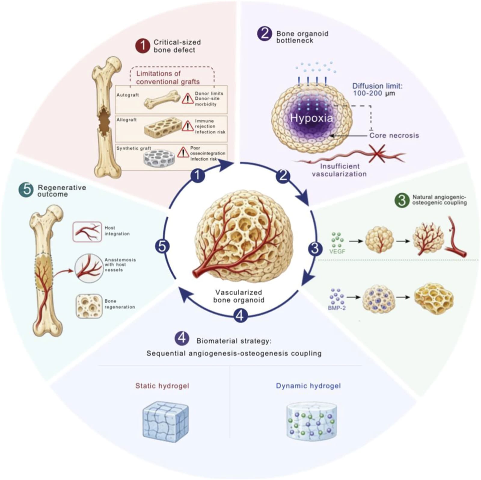 Figure 1 from Frontiers in Bioengineering and Biotechnology