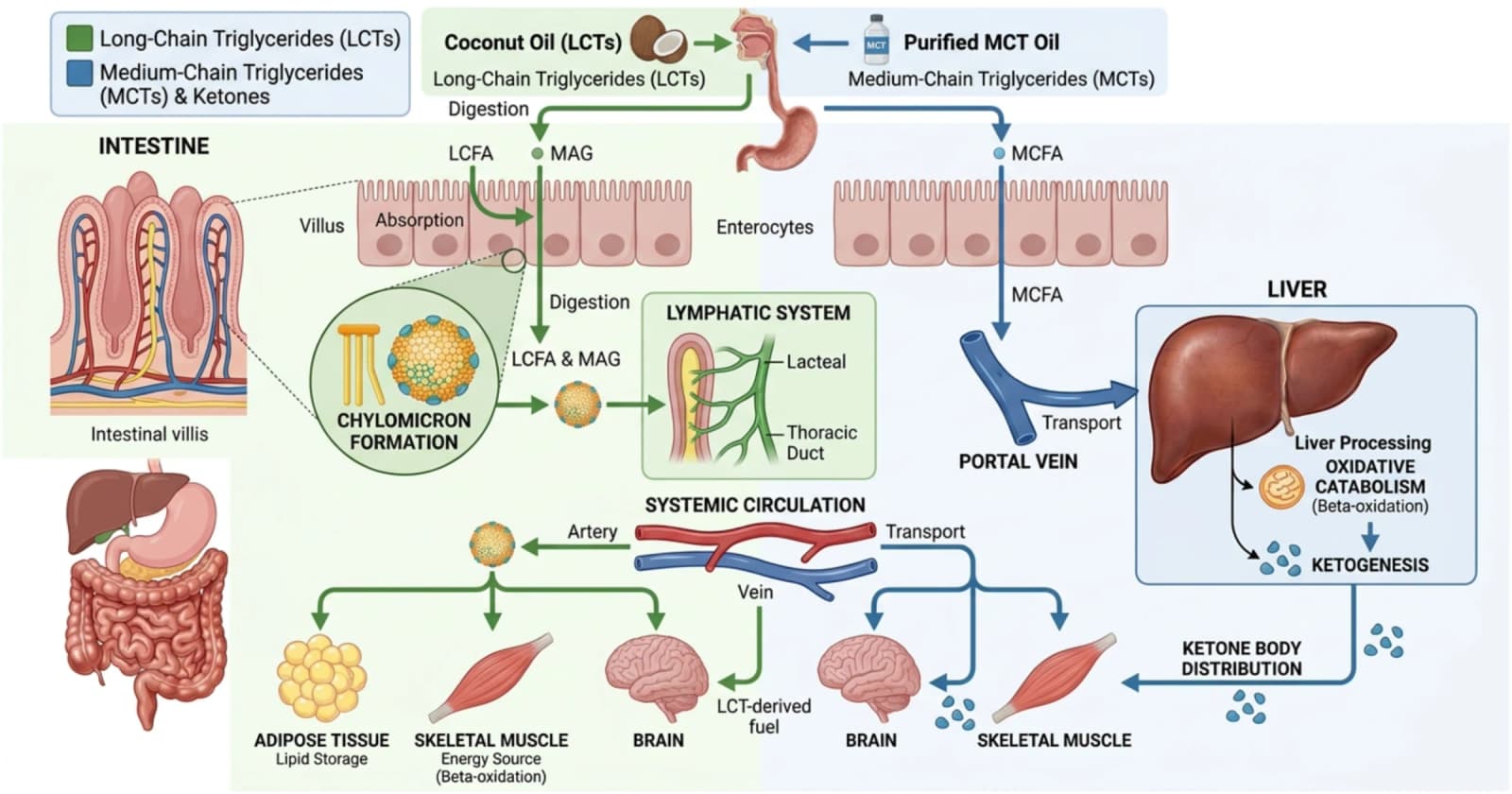 Figure 1 from Frontiers in Physiology