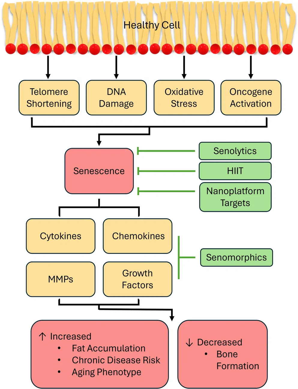 Fig. 1. An overview of common pathways that can cause senescence in MSCs.