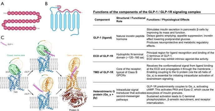 Figure 1. GLP-1/ GLP-1R structure, interaction and functions.