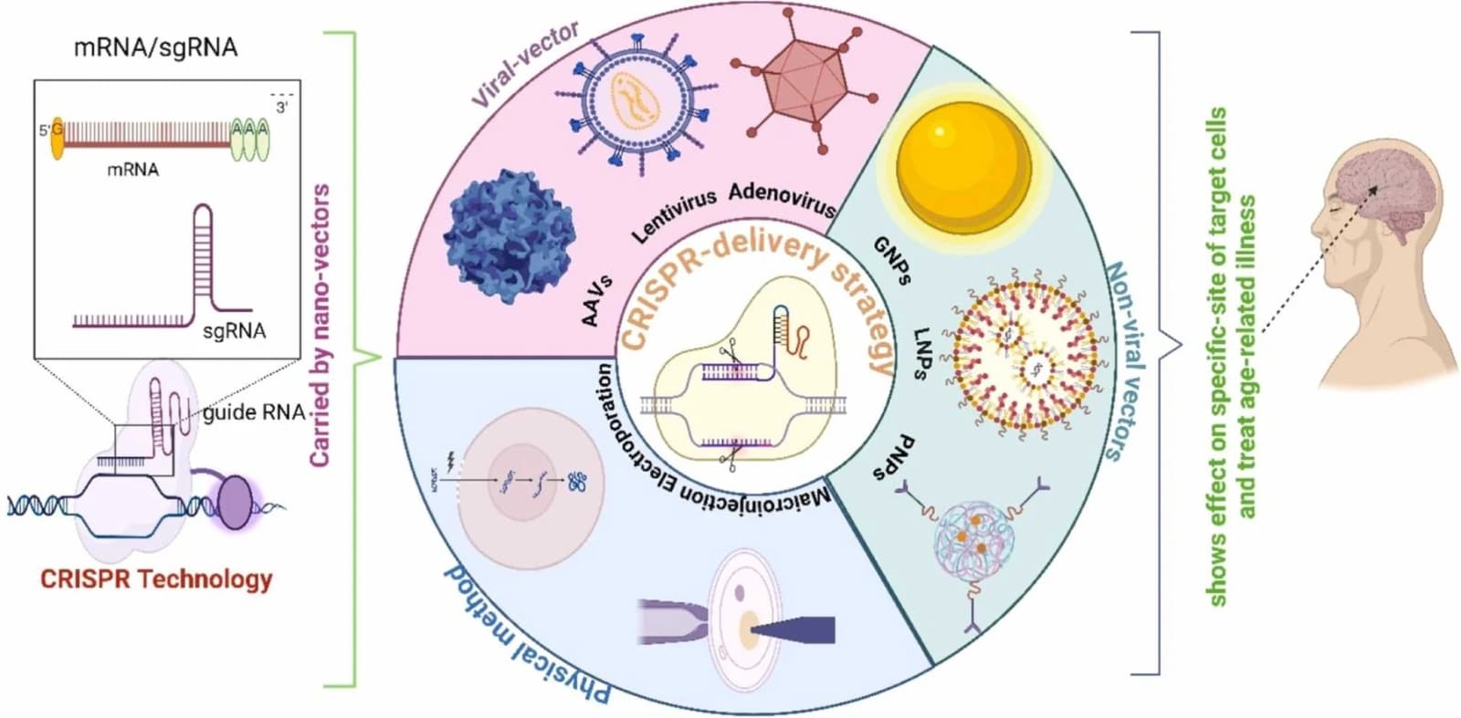 Graphical abstract from Ageing Research Reviews