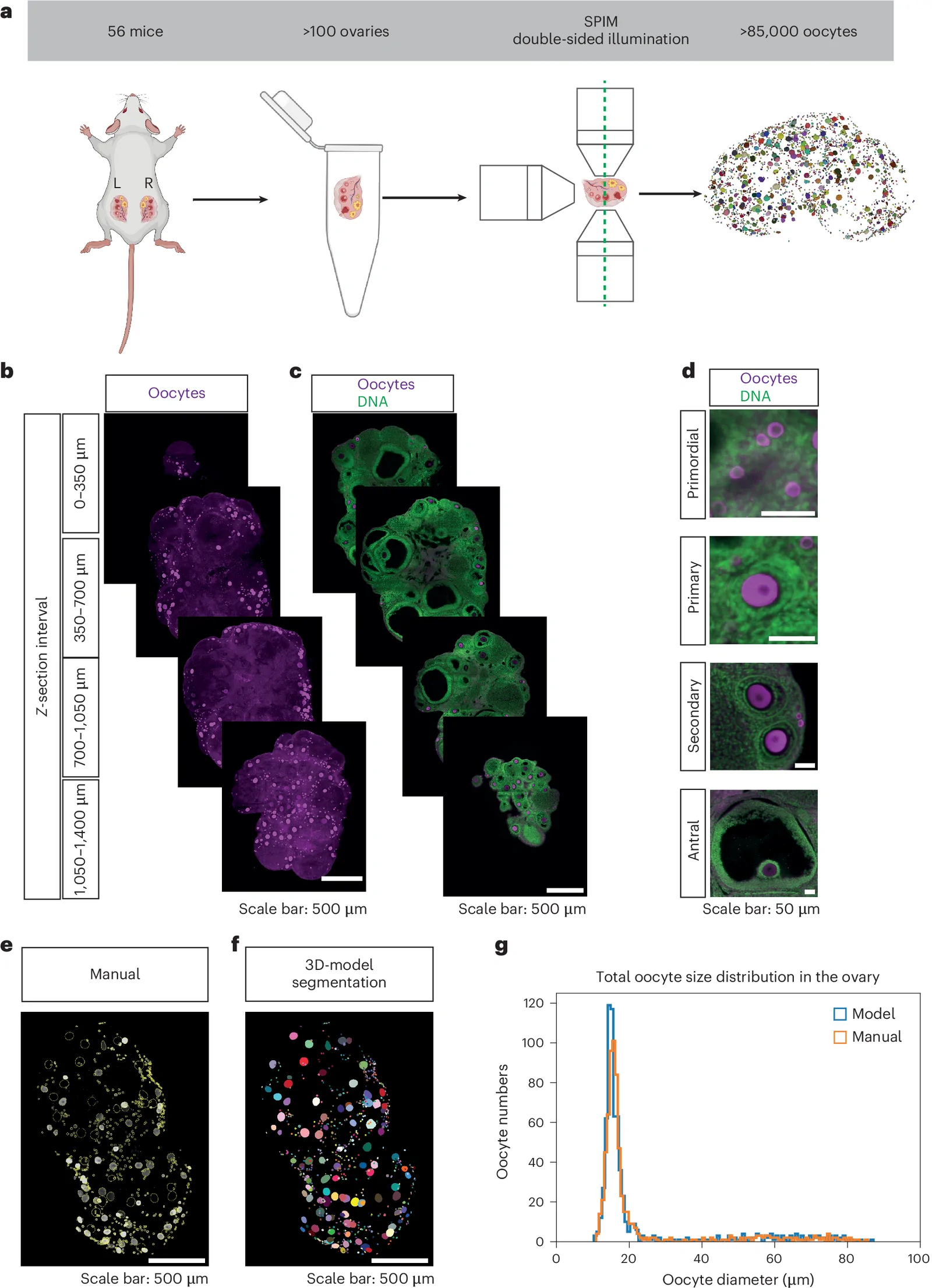 Fig. 1. Light-sheet imaging and automated analysis of oocyte size in adult mouse ovaries.