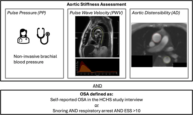 Fig. 1. Methods. Aortic stiffness (AS) was quantified by pulse pressure (PP) using non-invasive brachial blood pressure values and by pulse wave velocity (PWV) and aortic distensibility (AD) quantified by…