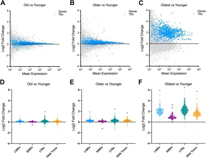 Figure 1. TE transcripts increase in human microglia with aging.
