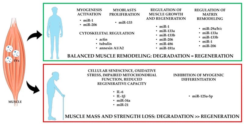 Figure 1. Factors released by EVs in healthy and aging skeletal muscle.