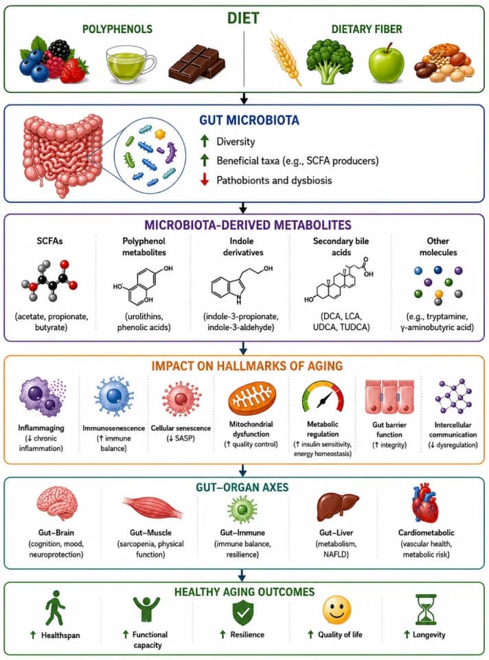 Figure 1. Schematic overview of the proposed interactions between dietary polyphenols, dietary fiber, the gut microbiota, microbiota-derived metabolites, hallmarks of aging, gut–organ axes, and healthy aging…