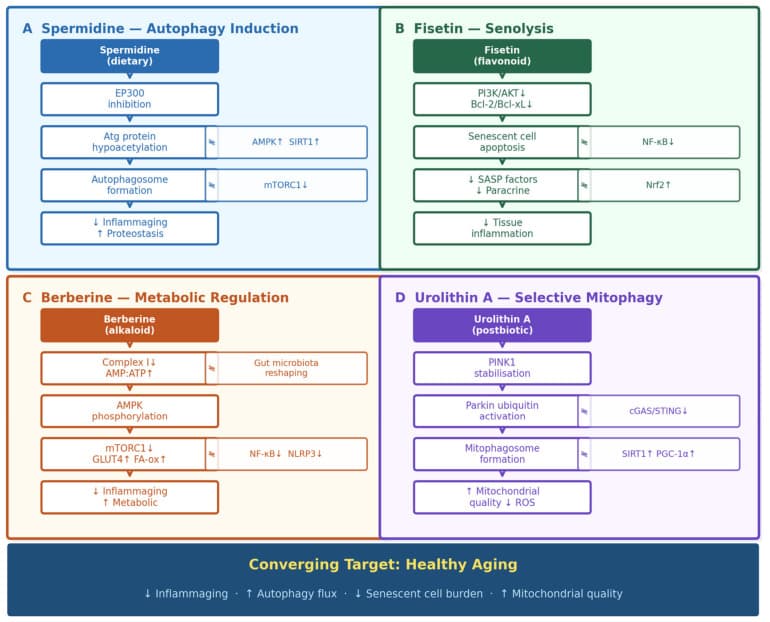 Figure 1. Mechanistic complementarity of the four reviewed bioactive compounds.