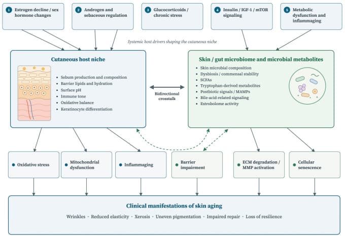 Figure 1. A conceptual framework of the endocrine–microbiome–skin axis in skin aging.