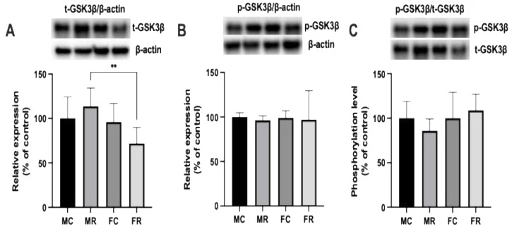Figure 1. Western blot results showing total GSK3β level (A), p-GSK3β level (B), and phosphorylation ratio (p-GSK3β/t-GSK3β) (C).