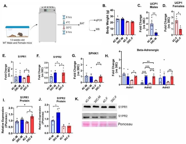 Figure 1. Thermal stress modulates S1P signaling and adrenergic receptor expression in murine adipose tissue.