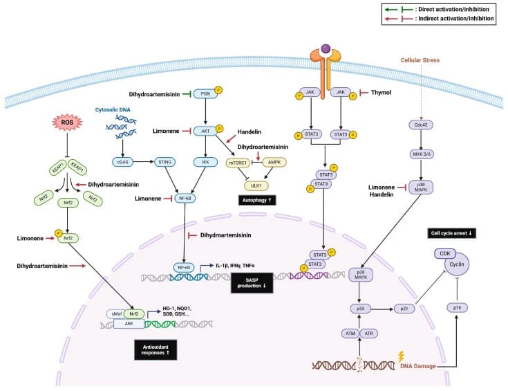 Figure 1. Major schematic pathways of senotherapeutic monoterpenoids and sesquiterpenoids.