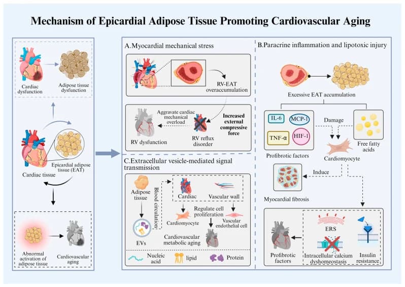 Figure 1. Mechanisms of epicardial adipose tissue in promoting cardiovascular aging.