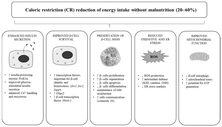 Figure 1. Impact of caloric restriction on β-cell physiology and homeostasis (animal/cellular models), ↑ increase, ↓ decrease.